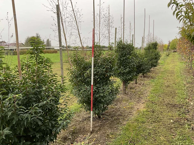 Portugese laurier - prunus l. 'angustifolia' (7x) - afbeelding 4 van  4