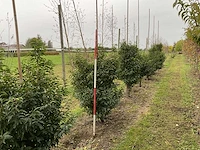 Portugese laurier - prunus l. 'angustifolia' (7x) - afbeelding 4 van  4
