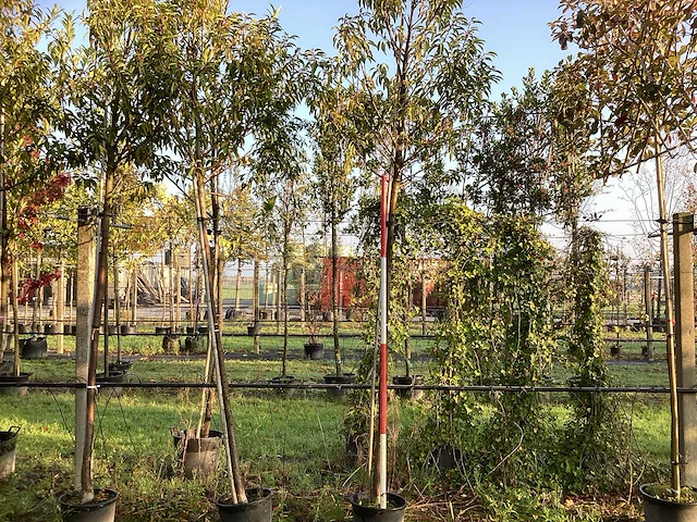 Portugese laurier - sierbomen (3x) - afbeelding 1 van  3