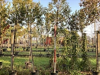 Portugese laurier - sierbomen (3x) - afbeelding 1 van  3