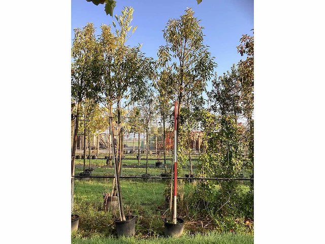 Portugese laurier - sierbomen (3x) - afbeelding 2 van  3