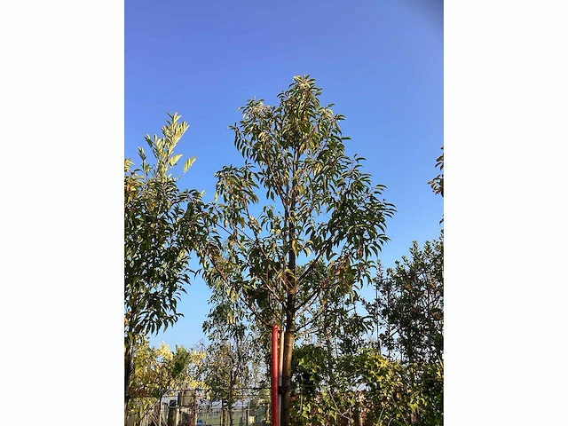 Portugese laurier - sierbomen (3x) - afbeelding 3 van  3