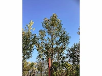 Portugese laurier - sierbomen (3x) - afbeelding 3 van  3