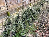 Portugese laurier groenblijvend (22x) - afbeelding 3 van  4
