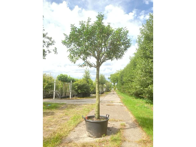 Portugese laurier prunus 'angustifolia', wintergroen, ca. 3 m hoog - afbeelding 1 van  1