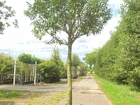 Portugese laurier prunus 'angustifolia', wintergroen, ca. 3 m hoog - afbeelding 1 van  1