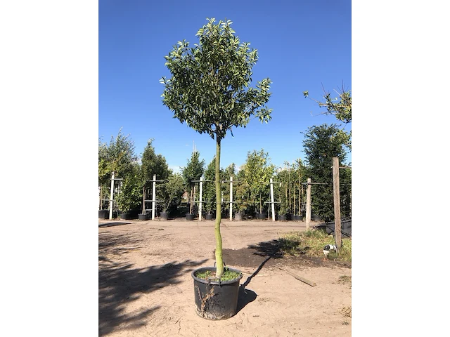 Portugese laurier prunus 'angustifolia', wintergroen, ca. 3 m hoog - afbeelding 1 van  2