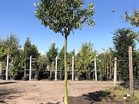Portugese laurier prunus 'angustifolia', wintergroen, ca. 3 m hoog - afbeelding 1 van  2