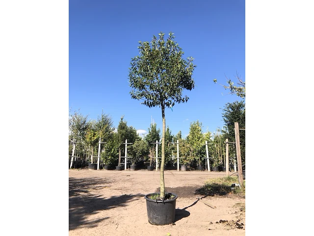 Portugese laurier prunus 'angustifolia', wintergroen, ca. 3 m hoog - afbeelding 2 van  2