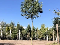 Portugese laurier prunus 'angustifolia', wintergroen, ca. 3 m hoog - afbeelding 2 van  2