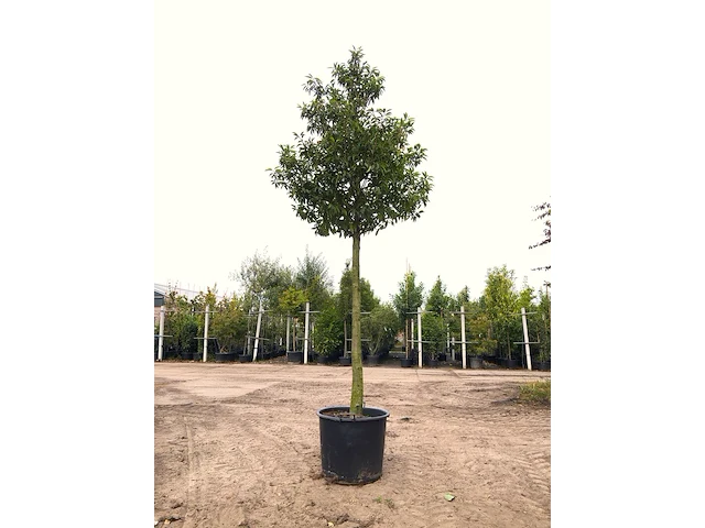 Portugese laurier prunus 'angustifolia', wintergroen, ca. 350 cm hoog - afbeelding 1 van  1