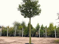 Portugese laurier prunus 'angustifolia', wintergroen, ca. 350 cm hoog - afbeelding 1 van  1