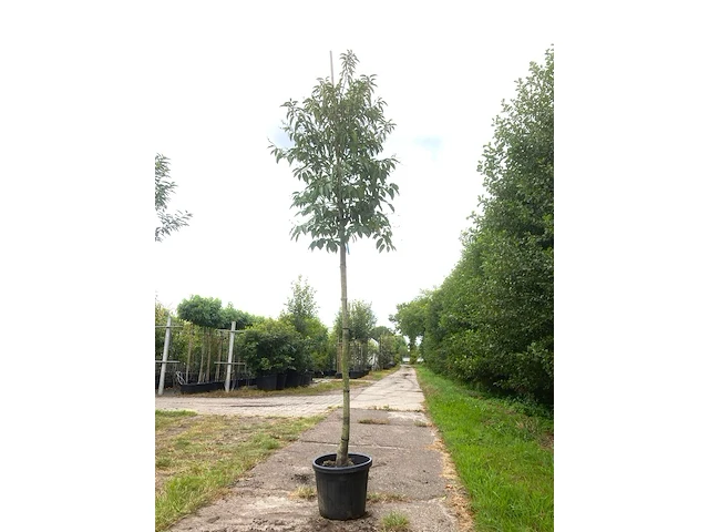 Portugese laurier prunus lusitanica, wintergroen, ca. 3 m hoog - afbeelding 1 van  1