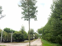 Portugese laurier prunus lusitanica, wintergroen, ca. 3 m hoog - afbeelding 1 van  1