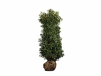 Portugese laurierkers 100-125 cm (12x) - afbeelding 1 van  2