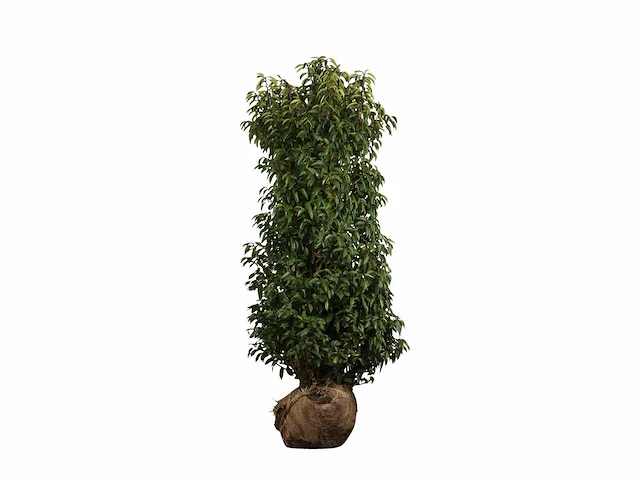 Portugese laurierkers 125-150 cm (9x) - afbeelding 1 van  2