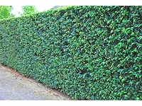 Portugese laurierkers 150-175 cm (7x) - afbeelding 2 van  2