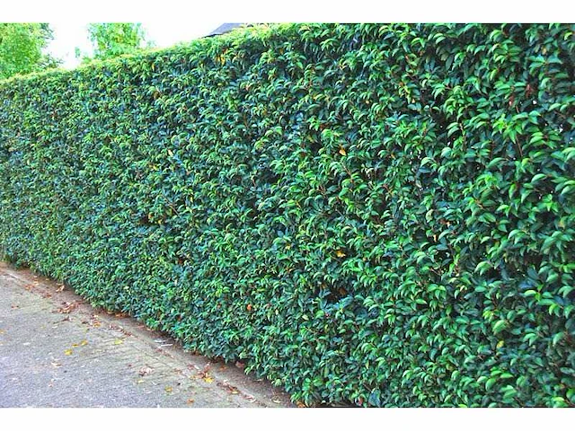 Portugese laurierkers 60-80 cm (3x) - afbeelding 2 van  2