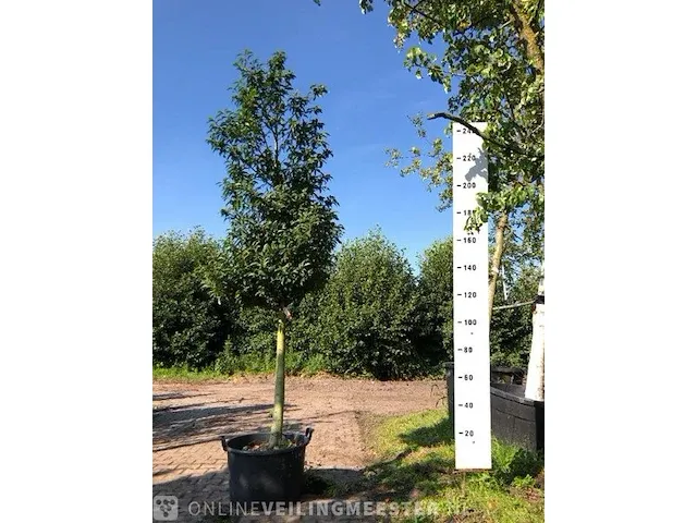 Portugese laurierkers prunus 'angustifolia', , 2-3 m hoog - afbeelding 1 van  1