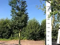 Portugese laurierkers prunus 'angustifolia', , 2-3 m hoog - afbeelding 1 van  1