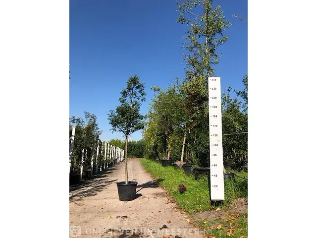 Portugese laurierkers prunus 'angustifolia', , 200-250 cm hoog - afbeelding 1 van  1