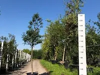 Portugese laurierkers prunus 'angustifolia', , 200-250 cm hoog - afbeelding 1 van  1