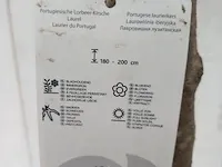 Portugese laurierkers, prunus lusitanica 'angustifolia' - afbeelding 2 van  10