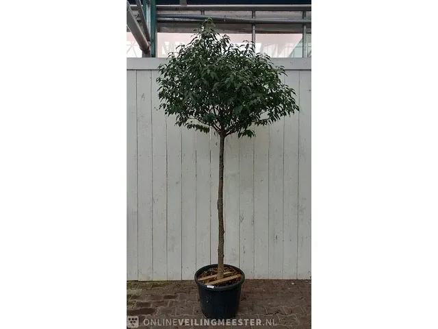 Portugese laurierkers, prunus lusitanica 'angustifolia' - afbeelding 1 van  10