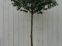 Portugese laurierkers, prunus lusitanica 'angustifolia' - afbeelding 1 van  10