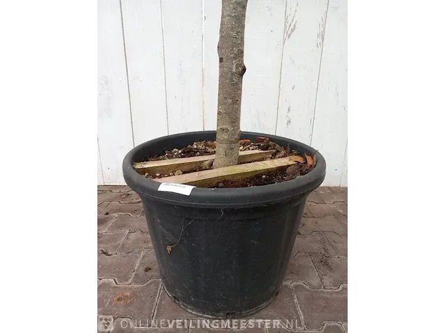 Portugese laurierkers, prunus lusitanica 'angustifolia' - afbeelding 3 van  10