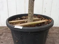 Portugese laurierkers, prunus lusitanica 'angustifolia' - afbeelding 3 van  10