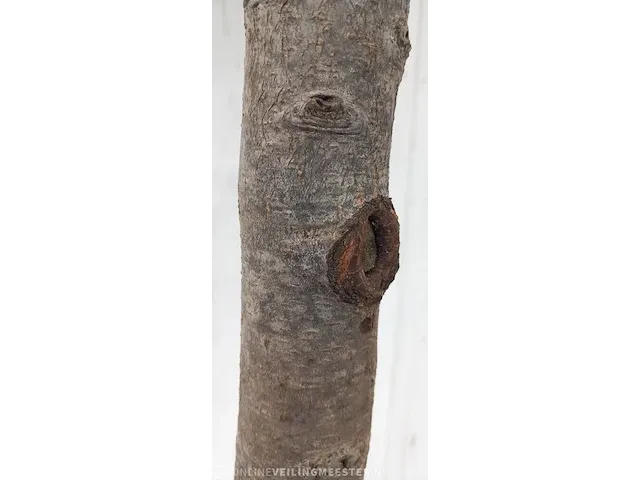 Portugese laurierkers, prunus lusitanica 'angustifolia' - afbeelding 4 van  10