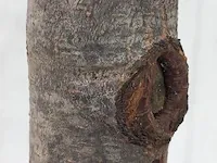 Portugese laurierkers, prunus lusitanica 'angustifolia' - afbeelding 4 van  10