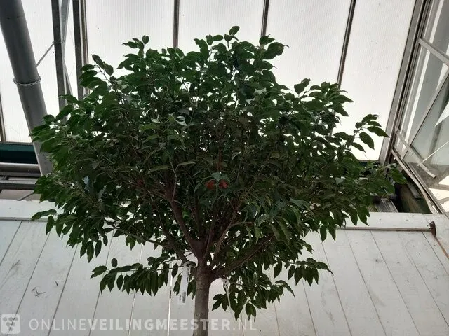 Portugese laurierkers, prunus lusitanica 'angustifolia' - afbeelding 5 van  10