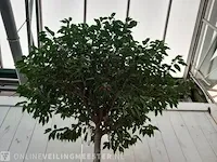 Portugese laurierkers, prunus lusitanica 'angustifolia' - afbeelding 5 van  10