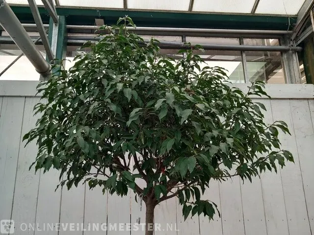 Portugese laurierkers, prunus lusitanica 'angustifolia' - afbeelding 6 van  10