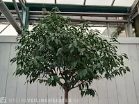 Portugese laurierkers, prunus lusitanica 'angustifolia' - afbeelding 6 van  10