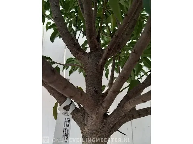 Portugese laurierkers, prunus lusitanica 'angustifolia' - afbeelding 7 van  10