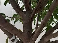 Portugese laurierkers, prunus lusitanica 'angustifolia' - afbeelding 7 van  10