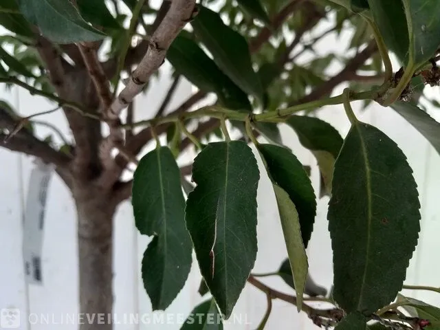 Portugese laurierkers, prunus lusitanica 'angustifolia' - afbeelding 8 van  10