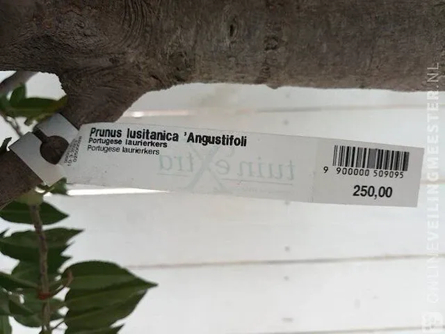 Portugese laurierkers, prunus lusitanica 'angustifolia' - afbeelding 9 van  10