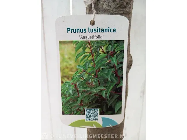 Portugese laurierkers, prunus lusitanica 'angustifolia' - afbeelding 10 van  10