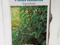 Portugese laurierkers, prunus lusitanica 'angustifolia' - afbeelding 10 van  10