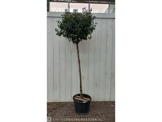 Portugese laurierkers, prunus lusitanica 'angustifolia' - afbeelding 1 van  9