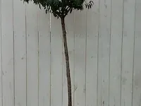 Portugese laurierkers, prunus lusitanica 'angustifolia' - afbeelding 1 van  9