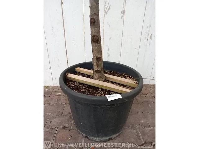 Portugese laurierkers, prunus lusitanica 'angustifolia' - afbeelding 2 van  9