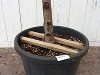 Portugese laurierkers, prunus lusitanica 'angustifolia' - afbeelding 2 van  9