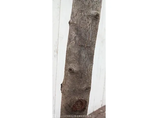 Portugese laurierkers, prunus lusitanica 'angustifolia' - afbeelding 3 van  9
