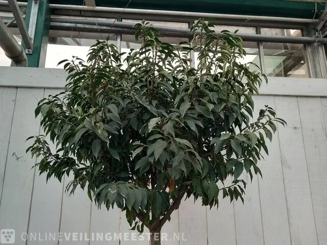 Portugese laurierkers, prunus lusitanica 'angustifolia' - afbeelding 4 van  9