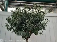 Portugese laurierkers, prunus lusitanica 'angustifolia' - afbeelding 4 van  9